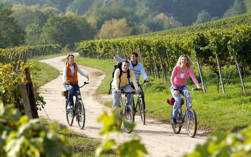 Eine Fahrradtour durch die Weinreben der Südlichen Weinstraße - vom Parkhotel Landau leicht zu erreichen.